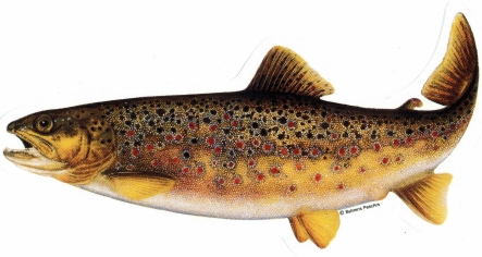 Sticker Brown Trout large